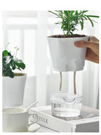 Hydroponic Pot with Water Reservoir
