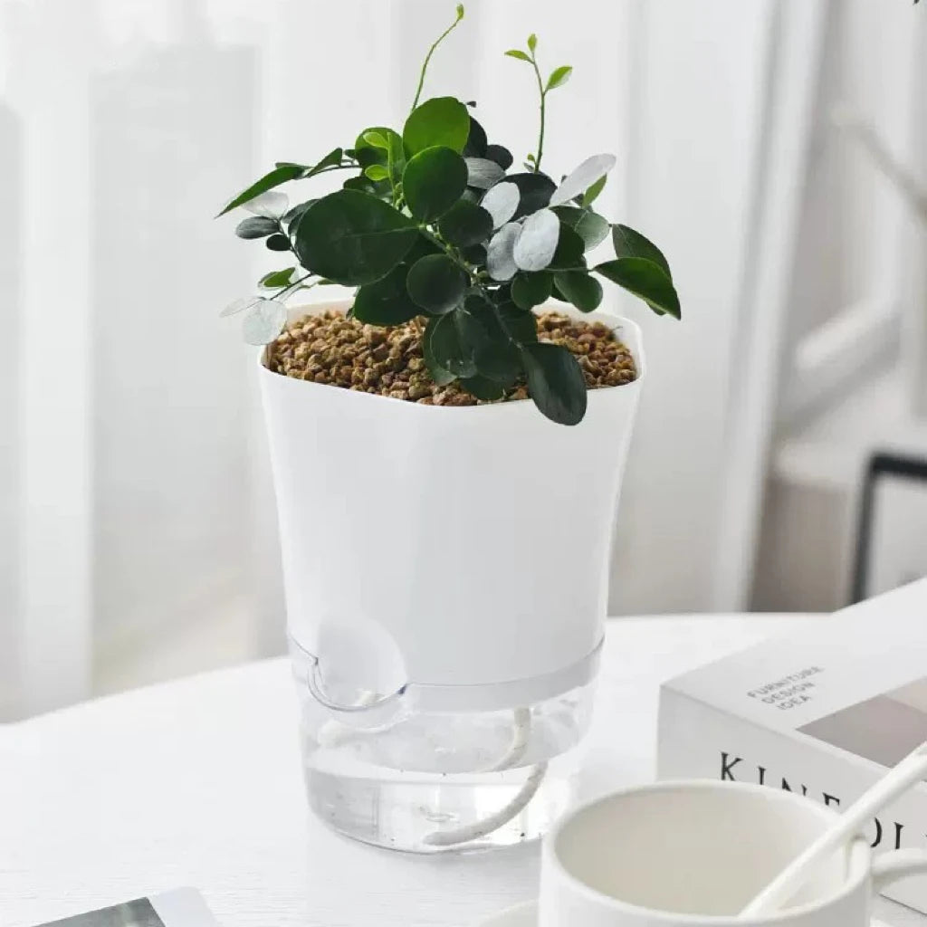 Hydroponic Pot with Water Reservoir